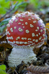 amanite tue-mouches (amanita muscaria)
