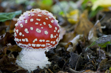 amanite tue-mouches (amanita muscaria)