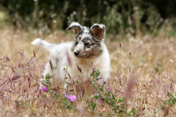 chiot shetland bleu merle curieux dans les hautes herbes