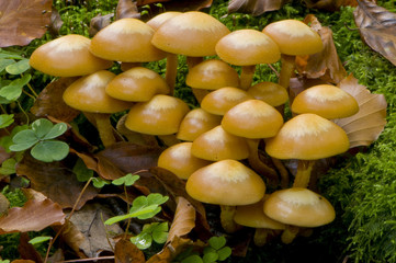 pholiote changeante (kuehneromyces mutabilis)
