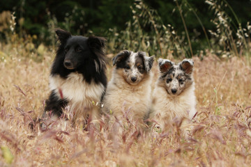 Obraz premium trois chiots shetland assis de face dans les hautes herbes