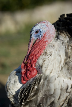 Turkey