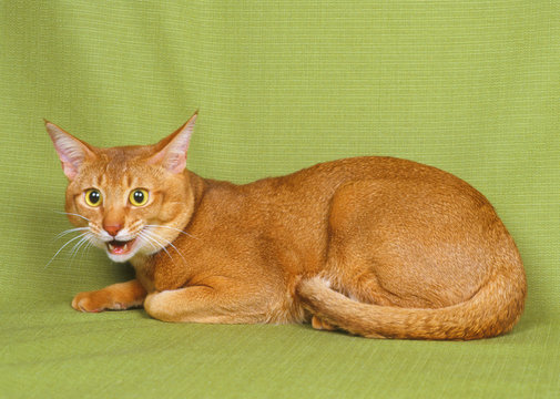 chat abyssin allongé sur un rideau vert - air agressif