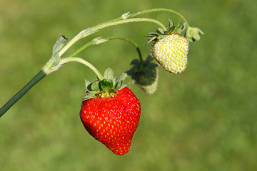 erdbeeren,obst