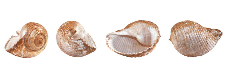 shell