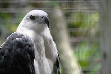 Eagle