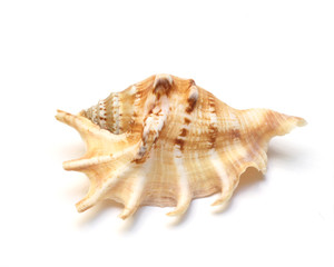 sea cockleshell