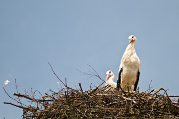 Storch im Nest