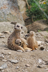 ミーアキャットの親子