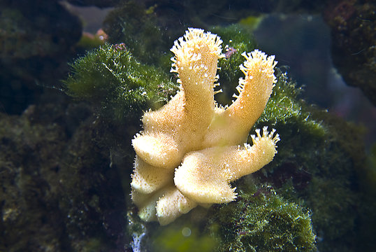 Lobophytum sp. 01 - Fingerlederkoralle