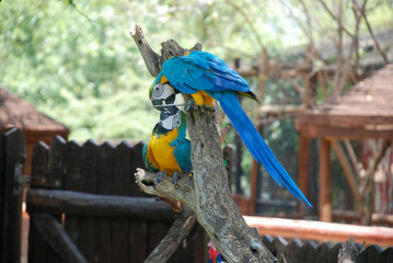 two tropical parrots having fun