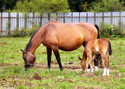 Mother and child grazing and taking rest on the field.