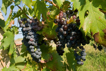 Black grapes - vineyard