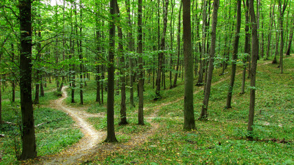 Fototapeta premium forest