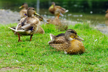 Ducks on lake shore. Focus on the front duck