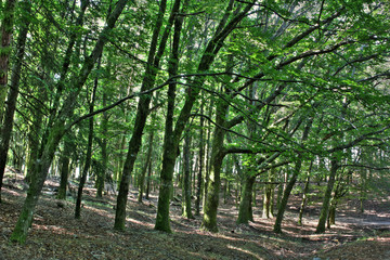 Forest trees HDR