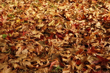Autumn