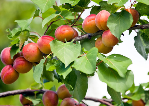 Apricots growing on an apricot tree.