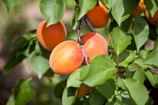 Apricots growing on an apricot tree.