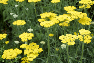 Achillea