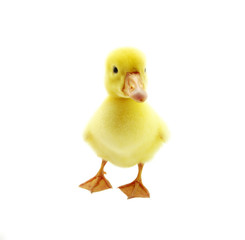 gosling