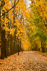 Autumn colors