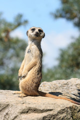suricatta
