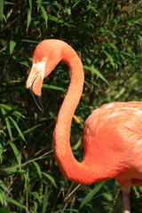 red flamingo