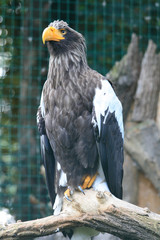 eagle