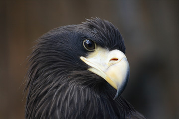 head of eagle