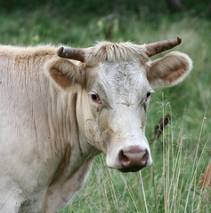 Naklejka na ściany i meble Danish cows