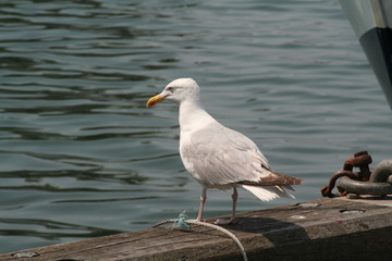 mouette