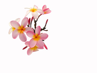 Frangipani