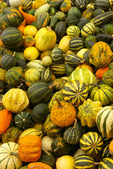 Various kinds of pumpkins