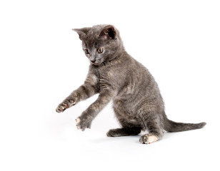 Gray kitten playing