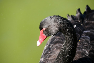 Graceful Black Swan with arched neck.