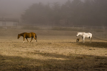 Horses and goat in the morning mist