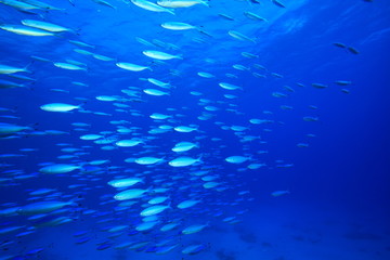 Shoal of Fusiliers flee from predators