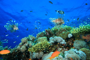 Naklejka na ściany i meble Coral Reef and a variety of tropical fish