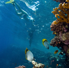 Fish, corals and snorkeling peaple