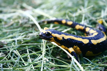 Salamander