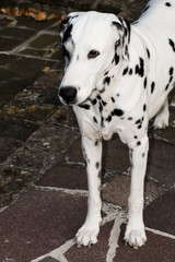 Focused Dalmatian closeup