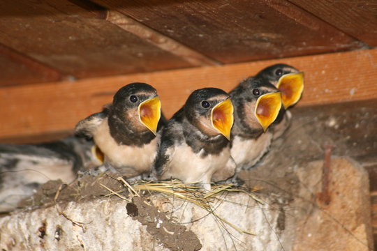 Hungrige Schwalbenkinder