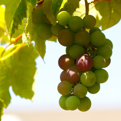 Young grapes riping in the sun