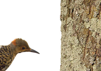 Flicker with Tree Trunk