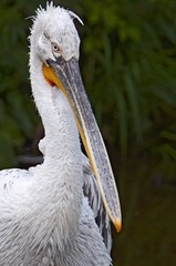 Crested pelican
