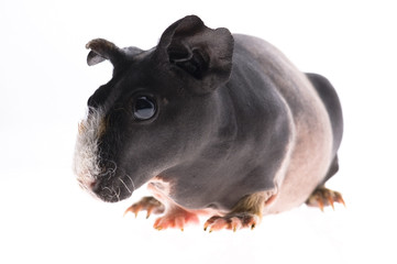 skinny guinea pig on white background