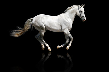 silver-white stallion galloping