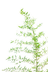 Bamboo leaves