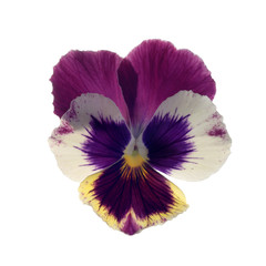 heartsease on white background